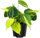 Variegated Yellow Green Philodendron Live Plant, Tropical Plant in 4 Inch Pot, Ready to Grow, Live Indoor Houseplant