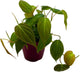 BubbleBlooms Philodendron Micans Hederaceum in a 4 inch Pot Heart-Leaf Philo, Sweetheart Plant