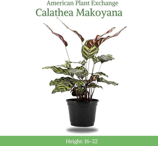 American Plant Exchange Live Calathea Makoyana – 6-Inch with Pot Cover – Pet-Friendly Tropical Houseplant with Patterned Leaves for Low Light Homes, Offices & Indoor Plant Décor