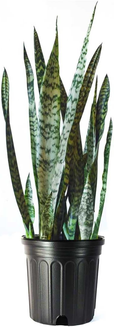 American Plant Exchange Snake Plant – Large 10-Inch Pot Green Sansevieria Zeylancia, Low-Maintenance, Air-Purifying Live Houseplant for Home, Office, or Outdoor Patio Garden Décor