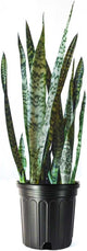 American Plant Exchange Snake Plant – Large 10-Inch Pot Green Sansevieria Zeylancia, Low-Maintenance, Air-Purifying Live Houseplant for Home, Office, or Outdoor Patio Garden Décor