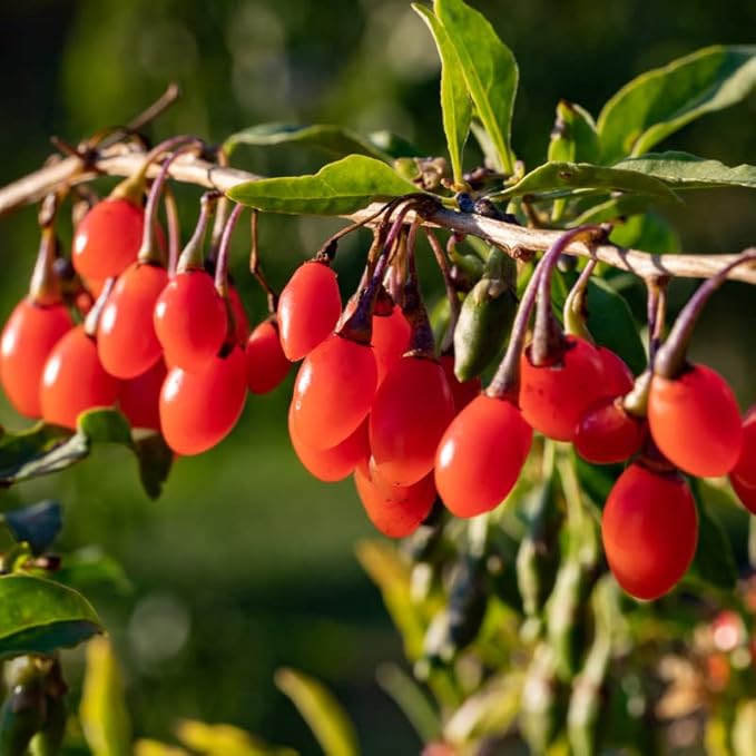 2 Red Goji Berry Trees Live Bareroot 8 to 12 Inc Height for Planting Ornaments Perennial Garden Simple to Grow Pots, Sweet Berry Fruits