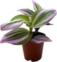 BubbleBlooms Pink Tradescantia Nanouk, Variegated Wandering Jew, Rare 2 inch Tiny Mini Pixie Plant
