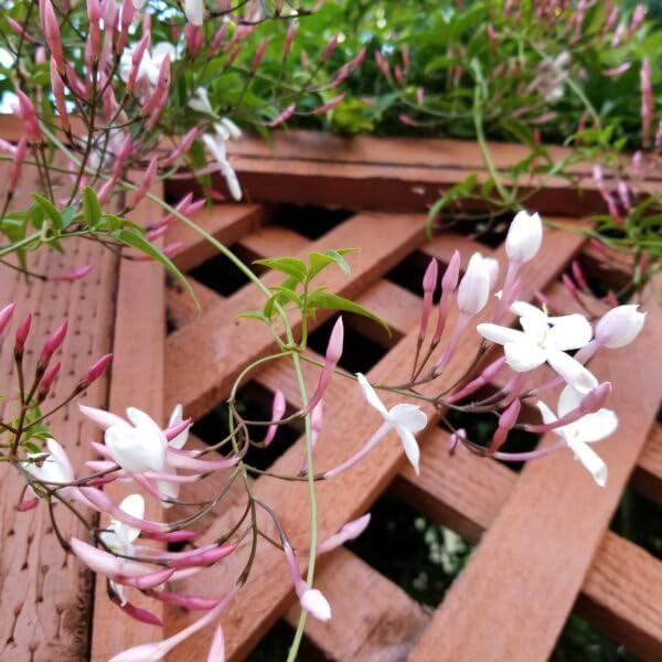 Pink Jasmine Vine - Jasminum Polyanthum - Fragrant & Blooming, Perfect for Indoor/Outdoor Decor (2 Pink jas Cups)