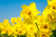 Bulk Yellow Daffodil Bulbs for Planting - Dutch Master Value Bag - Plant in Gardens, Borders & Flowerbeds - Bulb Size 10/12 cm - Easy to Grow Fall Flowers Bulbs (200 Bulbs)