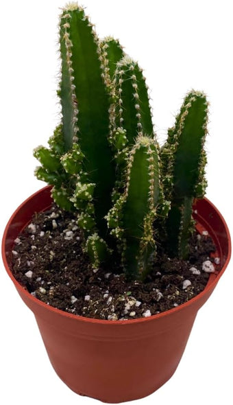 Fairy Castle Cactus, Acanthocereus Tetragonus, Night-Blooming Cereus, Triangle Cactus, 4 inch Pot