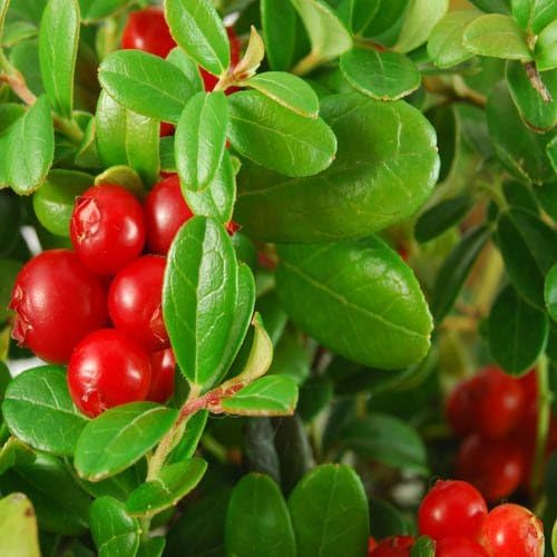 Outsidepride Cranberry Seeds - 250 Pcs. Perennial, Easy to Grow & Low Maintenance, Fruit Seeds for Planting Nutrient-Rich Berries with Purple Blooms for Pollinator Gardens & Container Displays