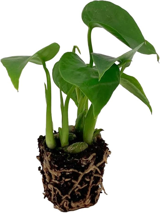 ragnaroc Monstera Deliciosa 2-4" 8ct – Live Plant for Indoor Outdoor Use, Garden & Landscaping – Live Arrival Guaranteed
