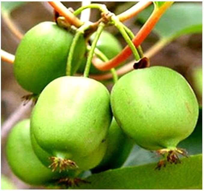 Actinidia arguta (Bower Actinidia, Hardy Kiwi, Kiwi Berry, Tara Vine) Fruit Seeds, Fruit with Sweet and Slightly Tart Flavor, Seeds by MySeeds.Co, You Choose The Amount (Trial Packet Size)
