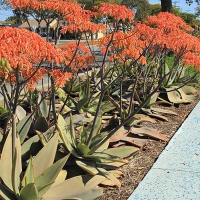 Coral Aloe Plants (Aloe striata) - Live Succulent with Striking Pink Edges and Smooth, Flat Leaves for Indoor/Outdoor Gardening (4 Coral Aloe sacs)