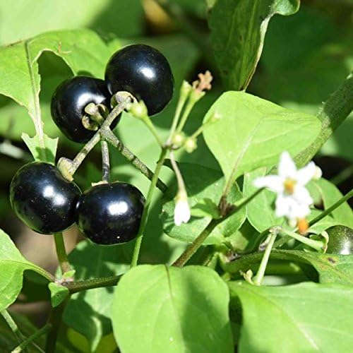Palm Beach Medicinal Herbs - Wonderberry (Solanum burbankii) - Packet of 20 Seeds