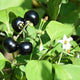 Palm Beach Medicinal Herbs - Wonderberry (Solanum burbankii) - Packet of 20 Seeds