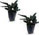LEAL PLANTS ECUADOR Calathea Ornata Sanderiana (Pack of 2)| Elegant Pinstripe Prayer Plant for Indoor Natural Décor | Pink Striped Foliage | Lush Pet-Friendly Indoor Plants Home, Office & Gift