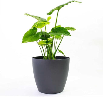Greenline Manufacturing Memphis 18" Round Indoor Floor Planter Pot – Lightweight & Durable Plastic, Modern Design, Made in USA, Recyclable Large Plant Container for Home & Office Décor (Charcoal Meta