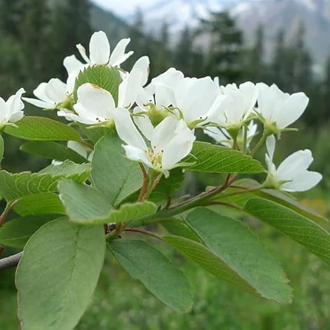 Amelanchier alnifolia c.s. (Saskatoon Serviceberry) Fruit Seeds, Purplish-Black Berries with Sweet Flavor, Seeds by MySeeds.Co, You Choose The Amount (1 oz)