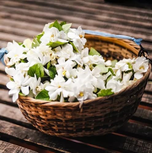 Night Blooming Jasmine Live Plant - Cestrum Nocturnum. Fragrant Flowering Shrub for Garden, Patio or Window (2 ngt.jas sacs)