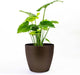 Greenline Manufacturing Memphis 15" Round Indoor Floor Planter Pot – Lightweight & Durable Plastic, Modern Design, Made in USA, Recyclable Large Plant Container for Home & Office Décor (Espresso Meta