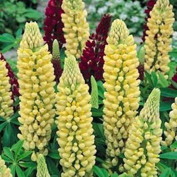 Outsidepride Chandelier Yellow Russells Lupine Seeds - 500 Pcs Perennial, Self-Sowing, Cold Hardy & Frost Tolerant Wildflower Seeds for Fall Planting, Ideal for Attracting Pollinators & Hummingbirds