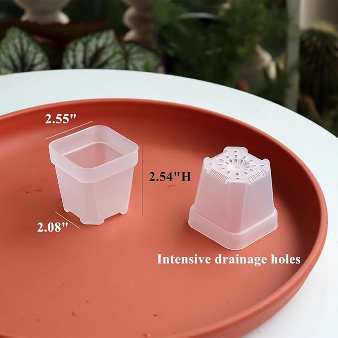 BangQiao 100 Pack 2.55 Inch Small Clear Plastic Square Nursery and Seedling Pot with Drain Hole for Germination, Cactus, Herb, Succulent