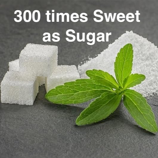 Natural Herbal Live Zero Calorie Sugar Replacement. Stevia Plants. Sweet Leaf, Sugar Leaf, Natural Sugar Substitute Herb, Easy to Grow (4 stevia sacs)