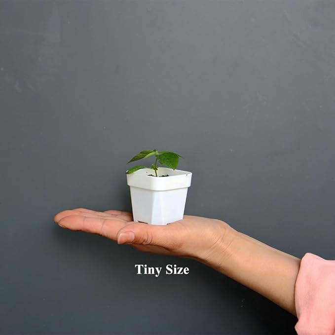 BangQiao 200 Pack 1.95 Inch Tiny White Plastic Square Nursery and Seedling Pot, Mini Transplant Seed Starter Planter with Drain Hole for Germination, Herb, Succulent