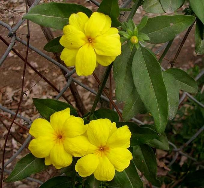 Primrose Jasmine (Jasminum Mesnyi) Live Plant - Fragrant Yellow Blooms. Japanese, Chinese, Asian. Indoor, Outdoor Shrub (4 prim jas Cups)