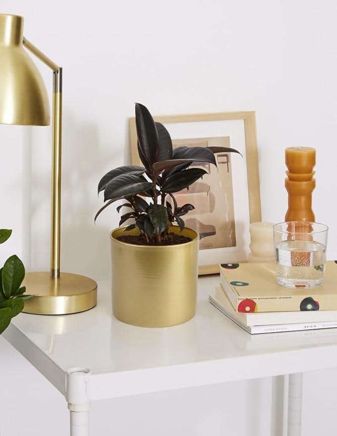 Vixdonos Metal Flower Pots Garden Planters Indoor Round Succulent Containers, Pack 2 Cactus Plant Pots with Drainage Hole (5.9inch+6.7inch, Gold)