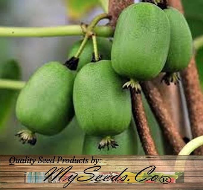 Actinidia arguta (Bower Actinidia, Hardy Kiwi, Kiwi Berry, Tara Vine) Fruit Seeds, Fruit with Sweet and Slightly Tart Flavor, Seeds by MySeeds.Co, You Choose The Amount (Trial Packet Size)