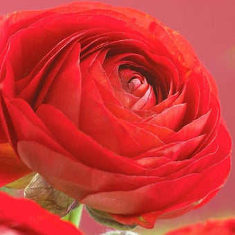 Red Ranunculus Flowers Bulbs for Spring Planting, Perennial Flower Bulbs, Early Spring Flower to Plant Outside, Colorful Blooms Groundcover Bulbs, Top Size