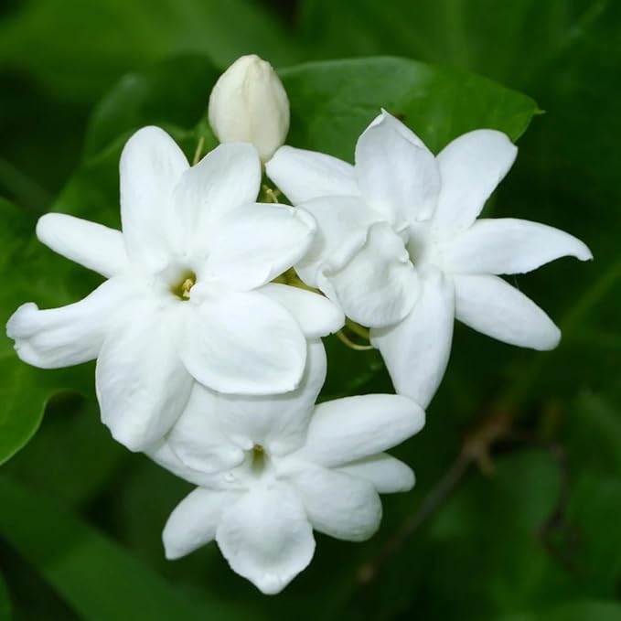 Arabian Jasmine (Jasminum Sambac) - Live, Fragrant, Blooming, Indoor/Outdoor Decorative Plant (4 Arab jas Cups)