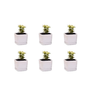 WISH HALLY WOOD Mini 6 Set of 2x2x1.65inch Square Modern Minimalist White Ceramic Succulent mini Planter Pot/Window Box with Saucer (6, 2inch)
