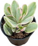 Sprout N Green Money Maker Variegata | Crassula atropurpurea VAR. muirii variegata, Rare Live Succulent Plant Fully Rooted in 2" Planter with Soil, Indoor Outdoor Wedding Decoration DIY Projects