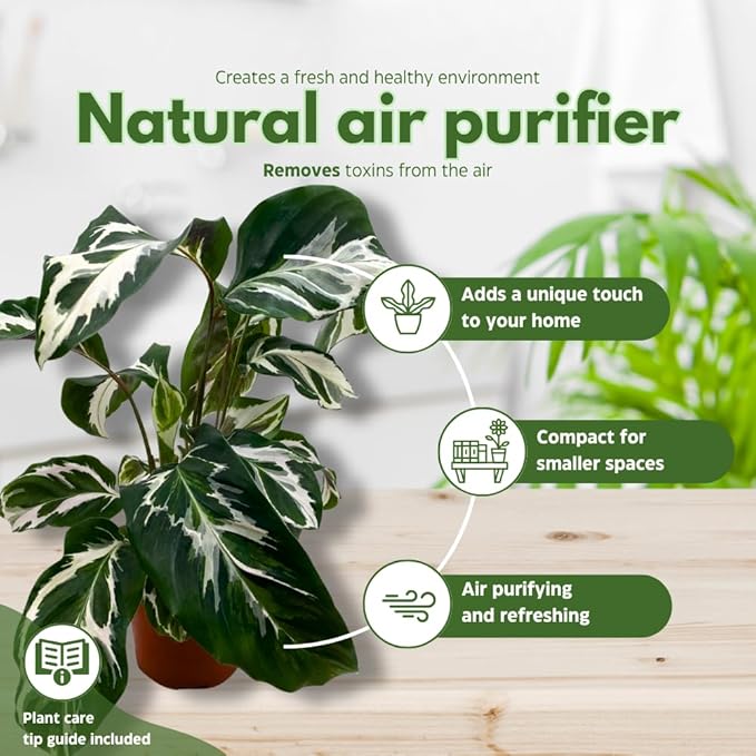 BubbleBlooms Calathea Stella in a 4 inch Pot Rare Variegated Prayer Plant, Cathedral Plant, Green and White