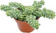 Live Succulents Donkey Tails (4-inch), Succulent Plants Fully Rooted in Pots with Soil, Easy-Care House Plant for DIY, Home Office Decor, Wedding Party Favor