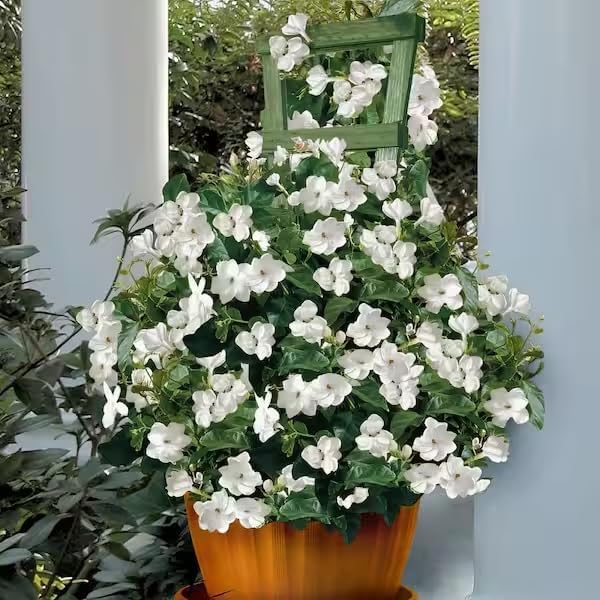 Arabian Jasmine (Jasminum Sambac) - Live, Fragrant, Blooming, Indoor/Outdoor Decorative Plant (4 Arab jas sacs)