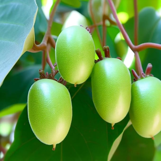 Actinidia arguta (Bower Actinidia, Hardy Kiwi, Kiwi Berry, Tara Vine) Fruit Seeds, Fruit with Sweet and Slightly Tart Flavor, Seeds by MySeeds.Co, You Choose The Amount (Trial Packet Size)