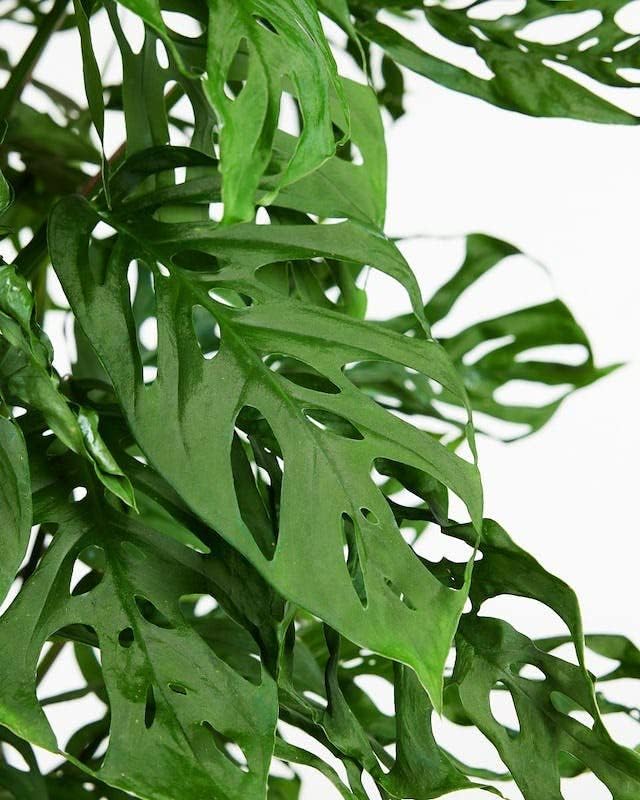 GARDENERA Monstera Adansonii Premium Potting Mixture: Promote Aeration, Drainage & Nutrient Uptake - 2 Quart