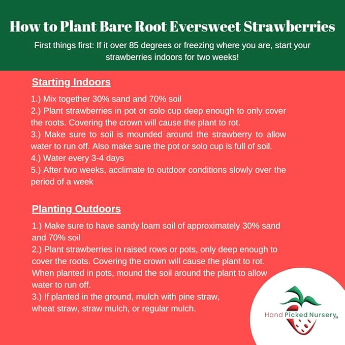 Eversweet Everbearer Strawberry Plants - Fruits Spring to Fall Even Over 90 Degrees! Bare Root Strawberry Plants from Hand Picked Nursery (25)