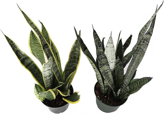 American Plant Exchange Snake Plant Bundle – Medium 6-Inch Pot Sansevieria Laurentii & Zeylanica, Low-Maintenance, Air-Purifying Live Houseplants for Home, Office, or Outdoor Garden Décor