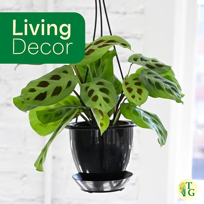 Thorsen's Greenhouse Green Prayer Plant, Live Indoor Plant, Pet Friendly, Uncommon Houseplant, Green Maranta, Easy to Grow, 4" Diameter Pot (Black - Hanging)