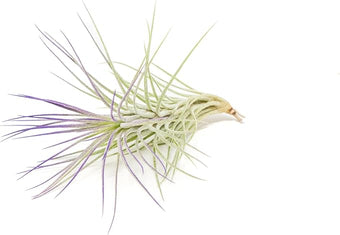 Purple Colorful Tillandsia Air Plants - Long Lasting Color Enhanced Live Tillandsia Succulent House Plants - Home and Garden Decor - Easy Care Indoor and Outdoor (Funckiana, Single)