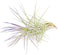 Purple Colorful Tillandsia Air Plants - Long Lasting Color Enhanced Live Tillandsia Succulent House Plants - Home and Garden Decor - Easy Care Indoor and Outdoor (Funckiana, Single)