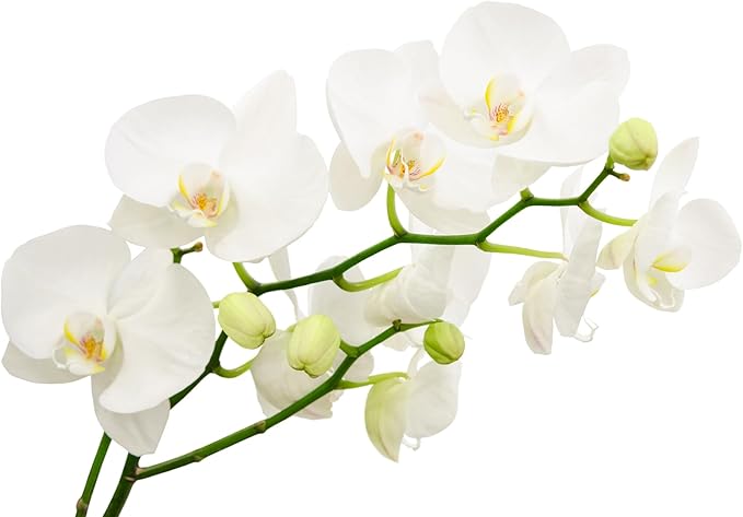 Surprise Moth Orchid Plant - Phalaenopsis - 2" Pot - Easy House Plant