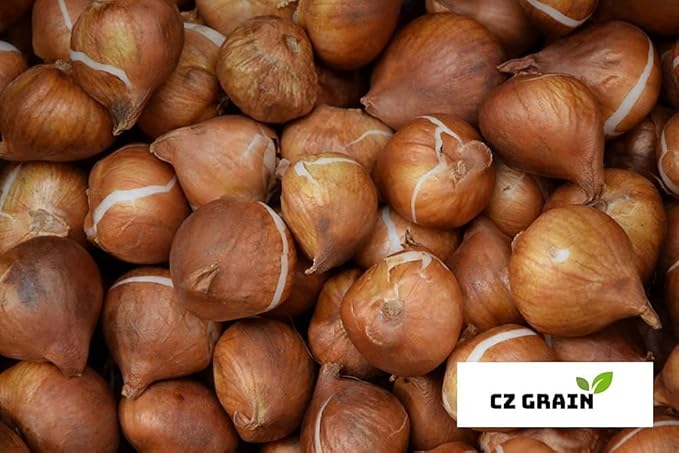 Bulk Yellow Daffodil Bulbs for Planting - Dutch Master Value Bag - Plant in Gardens, Borders & Flowerbeds - Bulb Size 10/12 cm - Easy to Grow Fall Flowers Bulbs (200 Bulbs)