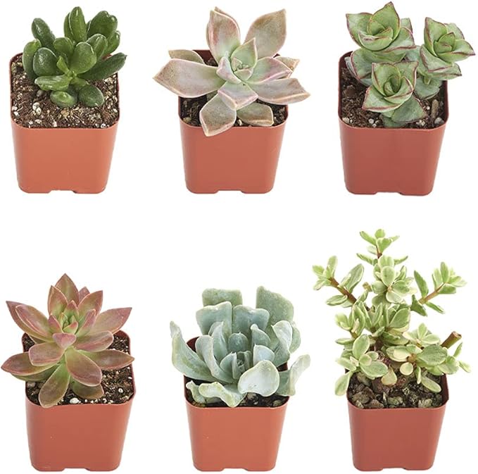 Shop Succulents Assorted Succulent Plant Pack Collection - Live Mini Succulent Plants, Low Maintenance, Mixture of Colors & Textures - Wedding and Party Favors, Gift & Garden, Pack of 6