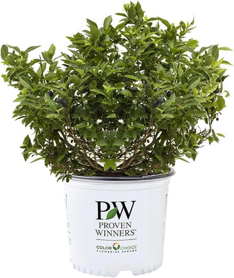 Proven Winners 2 Gal. Splendid! Blueberry Shrub