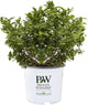 Proven Winners 2 Gal. Splendid! Blueberry Shrub