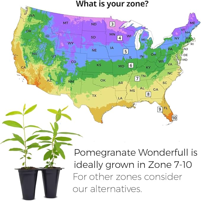 Pomegranate Wonderful Live for Sale (4 Pack) | Easy to Grow Plants | Edible Fruit Plant for Sustainable Living | Grow Your own Food on Your Edible Organic Garden| Live for Planting| 2 inch Pot