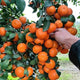 20PCS Mandarin Orange Seeds Perennial Citrus Reticulata Blanco Bonsai Tree Seeds Heirloom