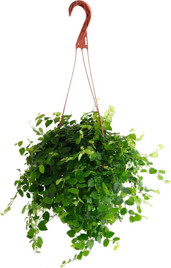 Shop Succulents Ficus Repens Creeping Fig, Live Indoor Plant, Low Maintenance Trailing Houseplant, Ideal for Home Decor, Office, and Room Enhancement, 6 Inch Nursery Pot